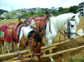 White horse at La Trinidad